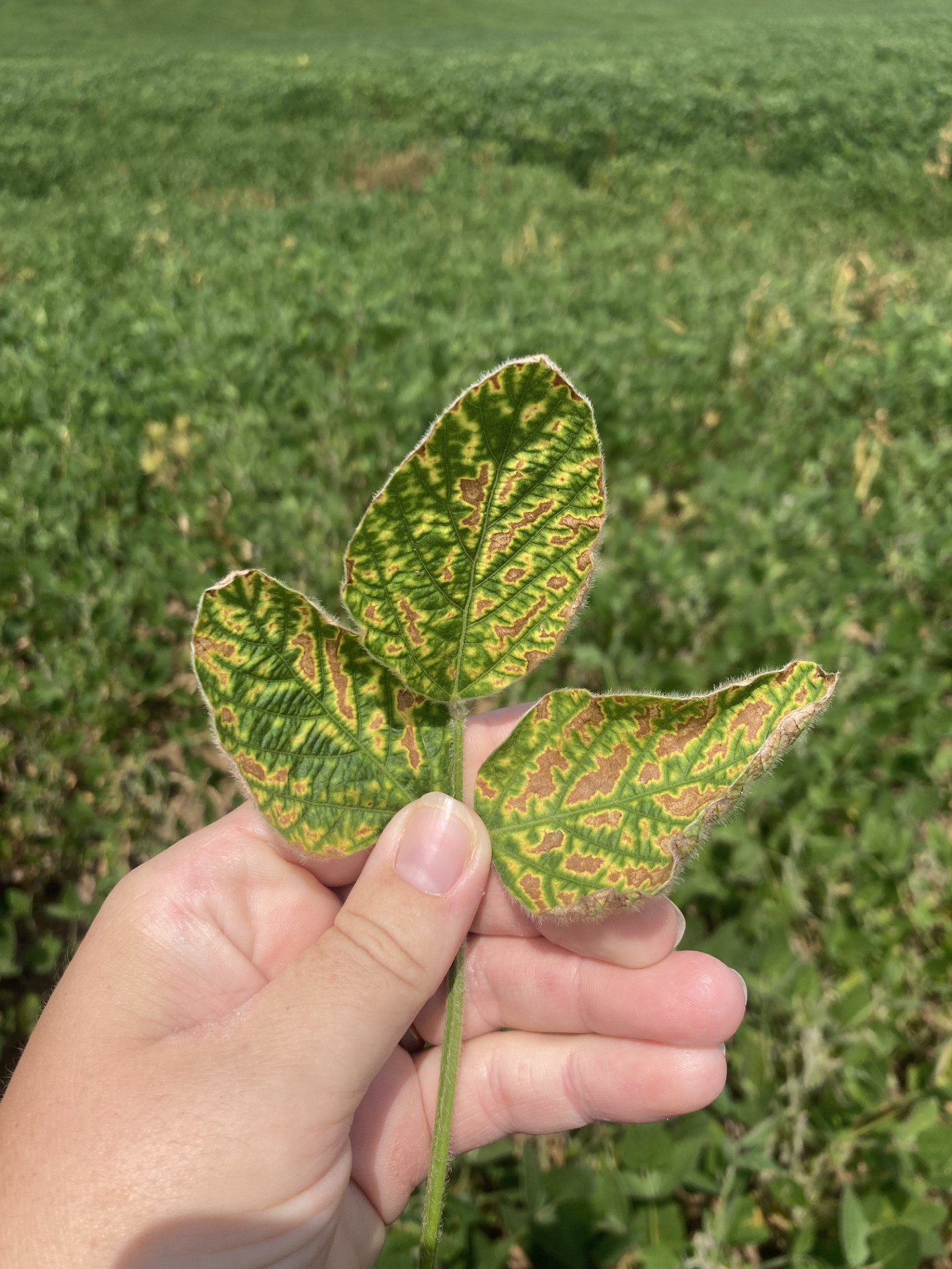 Soybean SDS.jpg